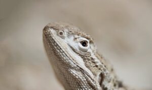 ケノンは髭に効かないって本当？その理由と対策は？