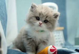 家庭用脱毛器の施術前確認は何をチェックすればいい？